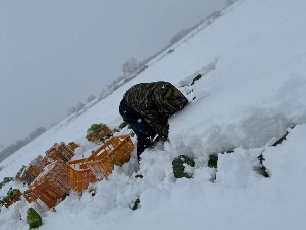 冬キャベツ収穫
