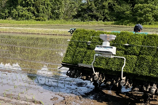 米